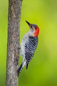 Virginia Woodpecker